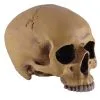 Antiker Totenschädel Ohne Unterkiefer 19cm -Halloween Deko Verkäufe antiker totenkopf ohne unterkiefer antiker totenschaedel ohne unterkiefer gothic deko 53262 01