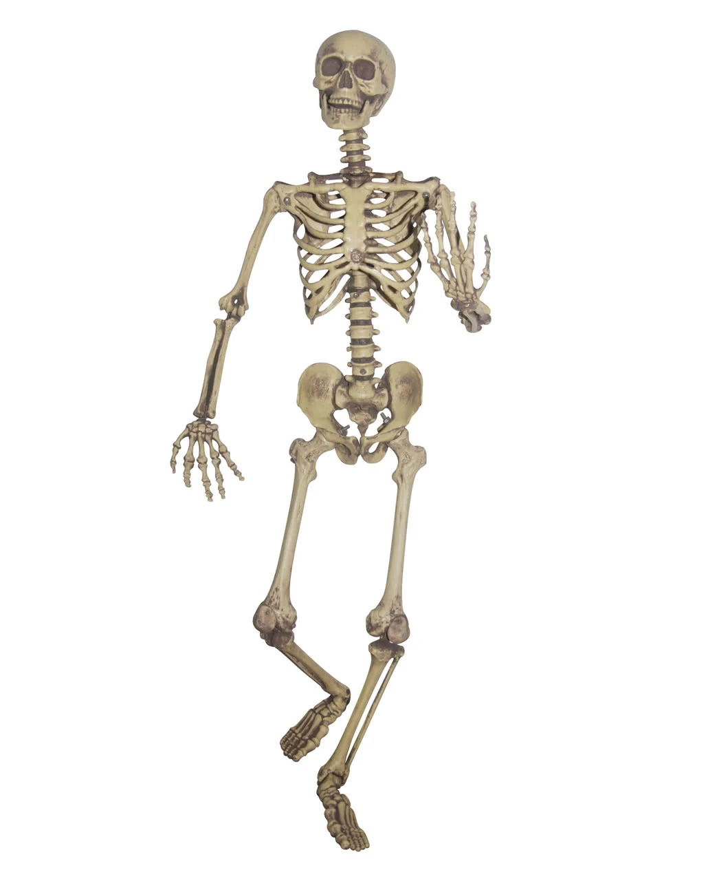 Lebensgroßes Skelett Biegsam 3 Lebensgroßes Skelett Biegsam