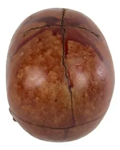 Blutiger Skull Mit Beweglichem Kiefer -Halloween Deko Verkäufe blutiger totenkopf mit beweglichem kiefer halloween skelett dekoration totenschaedel blutig 28818 3