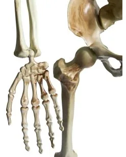 Positionierbares Halloween Skelett 160cm -Halloween Deko Verkäufe lebensgrosses halloween skelett 160cm lifesize poese hold skeleton halloween und horror deko 53537 4
