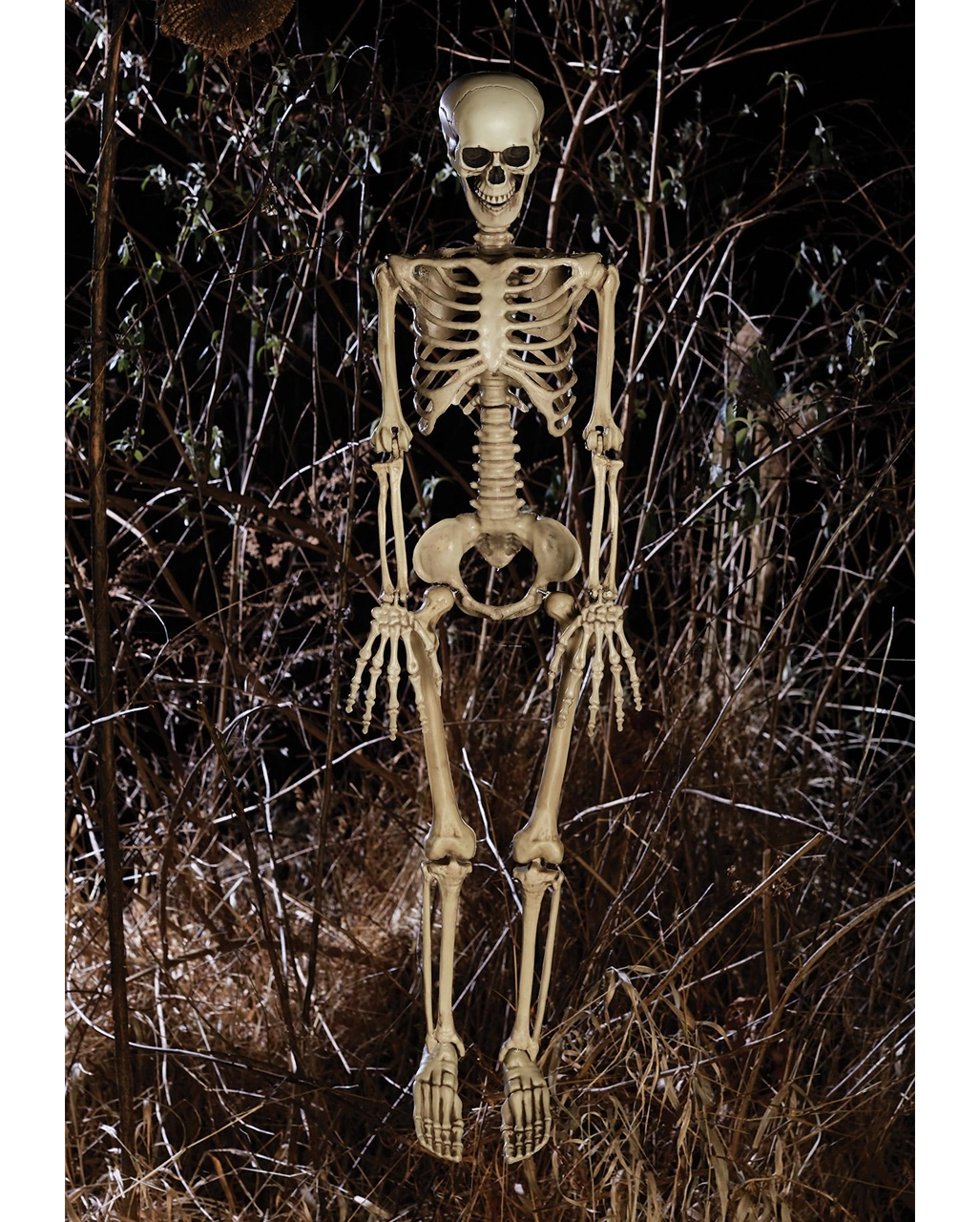 Bewegliches Knochenskelett 90cm 5 Bewegliches Knochenskelett 90cm – Bild 3
