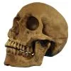 Realistischer Totenschädel Polyresin -Halloween Deko Verkäufe realistischer totenkopf realistischer totenschaedel realistic skull halloween dekoration 17599