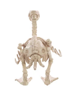 Skelett Baby Ente 19cm -Halloween Deko Verkäufe baby skelett ente skeleton baby duck halloween duck 52639 02