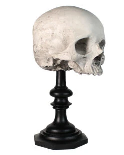 J. DOE Totenschädel Auf Sockel 20cm -Halloween Deko Verkäufe j doe totenkopf auf sockel j doe totenschaedel auf sockel j doe skull plinth gothic homware 54857 01