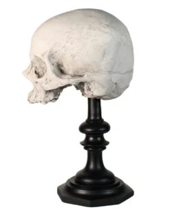 J. DOE Totenschädel Auf Sockel 20cm -Halloween Deko Verkäufe j doe totenkopf auf sockel j doe totenschaedel auf sockel j doe skull plinth gothic homware 54857 02