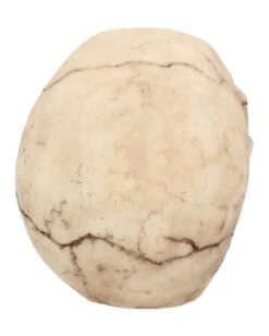 Kleiner Grinsender Totenkopf 12cm -Halloween Deko Verkäufe kleiner grinsender totenschaedel small joker skull totenkopf dekoration gothic deko 50730 05