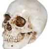 Realistischer Kunststein Totenkopf -Halloween Deko Verkäufe realistischer kunststein totenschaedel halloween totenkopf realistic resin skull 38410