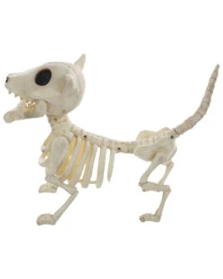 Hunde Skelett Mit Knochen 27cm 7 Hunde Skelett Mit Knochen 27cm -Halloween Deko Verkäufe skelett hund mit knochen hunde skelett mit knochen skeleton dog with bone 52641 03