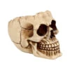 Realistische Totenschädel Schale Mit Offener Schädeldecke -Halloween Deko Verkäufe totenschaedel schale mit offener schaedeldecke realistic skull mug morbide gothic deko halloween deko totenschaedel 39289