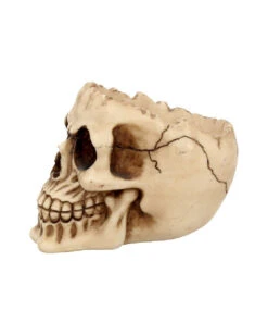 Realistische Totenschädel Schale Mit Offener Schädeldecke -Halloween Deko Verkäufe totenschaedel schale mit offener schaedeldecke realistic skull mug morbide gothic deko halloween deko totenschaedel 39289 4