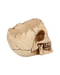 Realistische Totenschädel Schale Mit Offener Schädeldecke -Halloween Deko Verkäufe totenschaedel schale mit offener schaedeldecke realistic skull mug morbide gothic deko halloween deko totenschaedel 39289 6