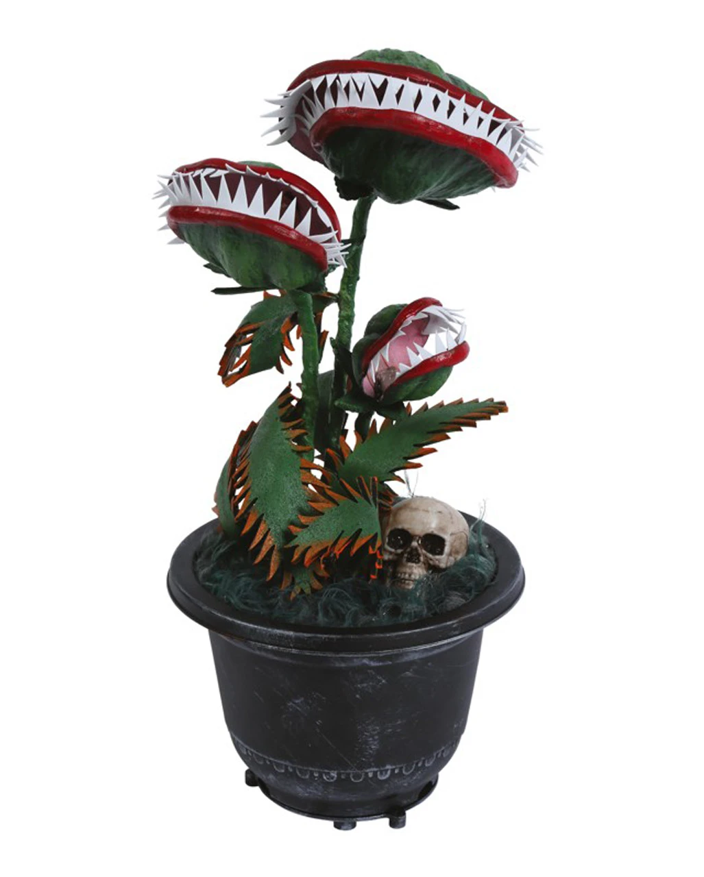 Zubeißende Venus Fliegenfalle 36cm 3 Zubeißende Venus Fliegenfalle 36cm